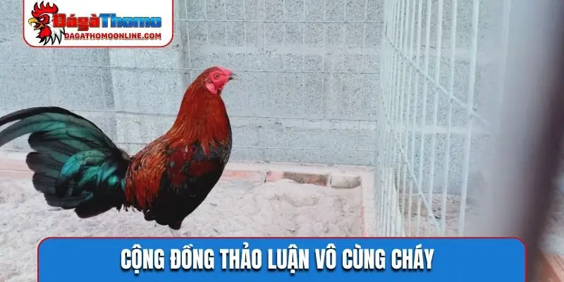 cong dong thao luan vo cung chay Cộng đồng thảo luận vô cùng cháy