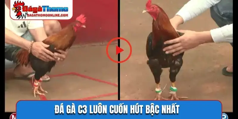 da ga c3 luon cuon hut bac nhat Đá gà C3 luôn cuốn hút bậc nhất