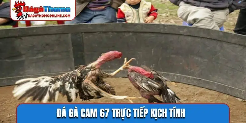 Đá gà cam 67 trực tiếp kịch tính