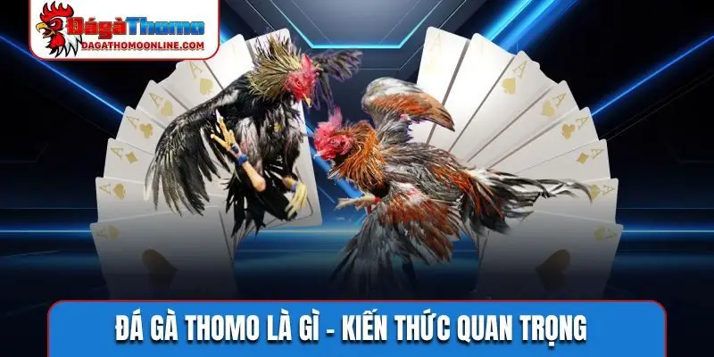Đá gà Thomo là gì