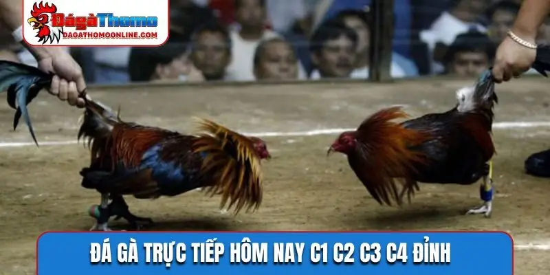 da ga truc tiep hom nay c1 c2 c3 c4 dinh Đá gà trực tiếp hôm nay C1 C2 C3 C4 đỉnh