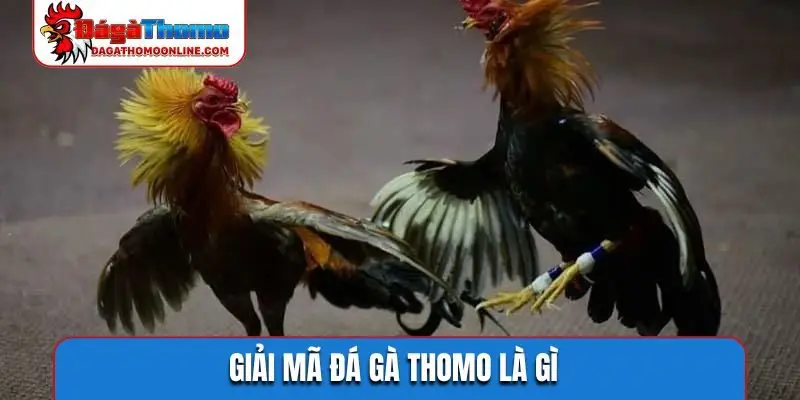 Giải mã đá gà Thomo là gì
