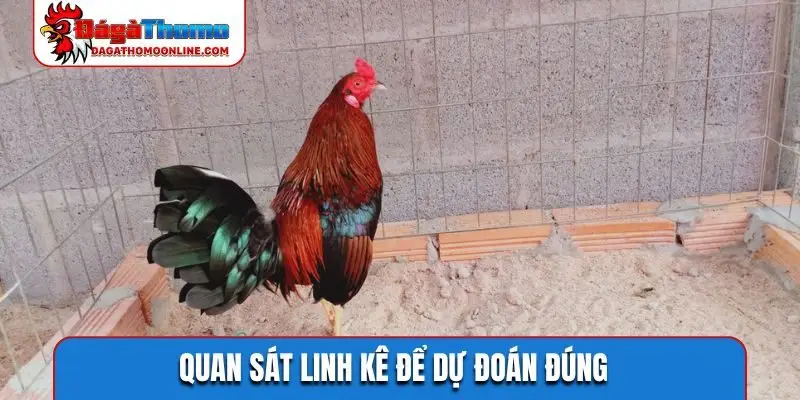 quan sat linh ke de du doan dung Quan sát linh kê để dự đoán đúng
