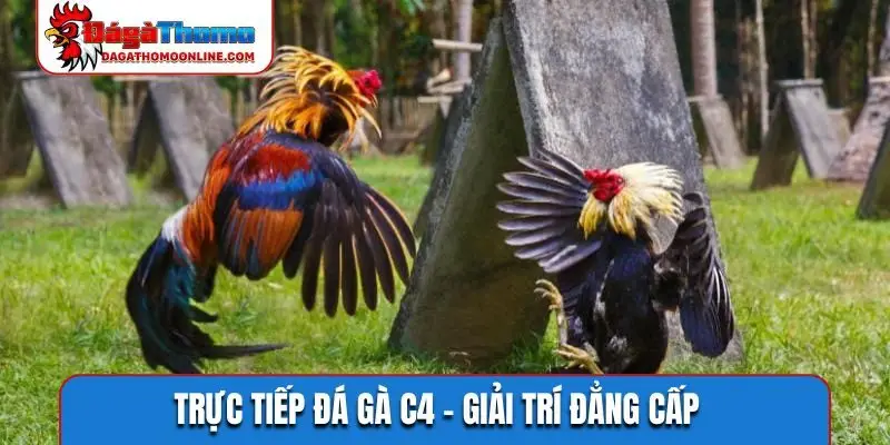 Trực tiếp đá gà C4