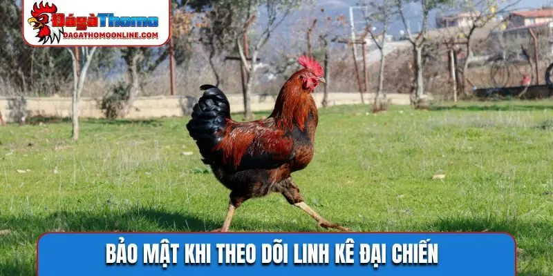 Bảo mật khi theo dõi linh kê đại chiến