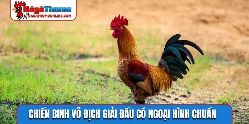 Chiến binh vô địch giải đấu có ngoại hình chuẩn