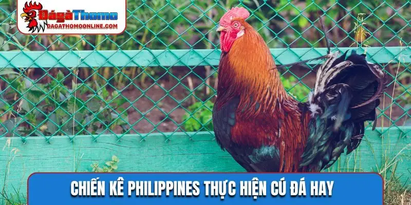 Chiến kê Philippines thực hiện cú đá hay