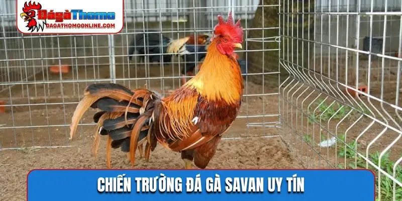 Chiến trường đá gà Savan uy tín