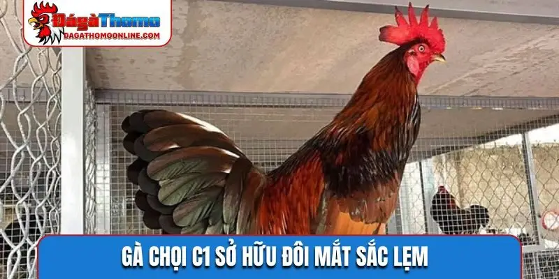 Gà chọi C1 sở hữu đôi mắt sắc lẹm