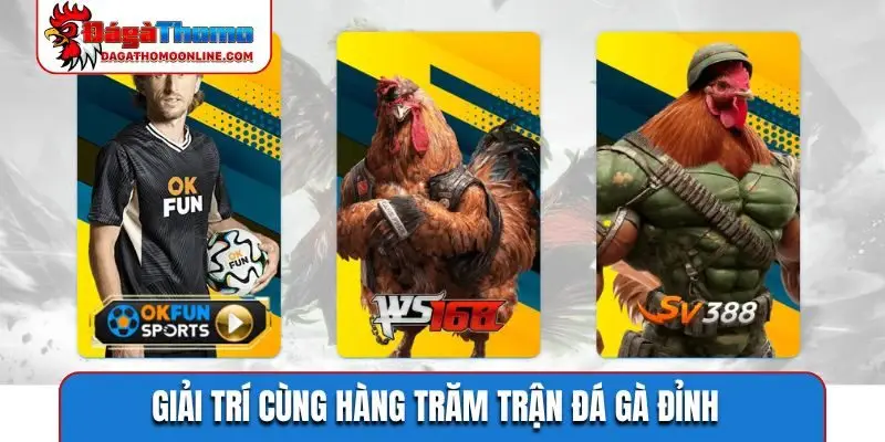 Giải trí cùng hàng trăm trận đá gà đỉnh