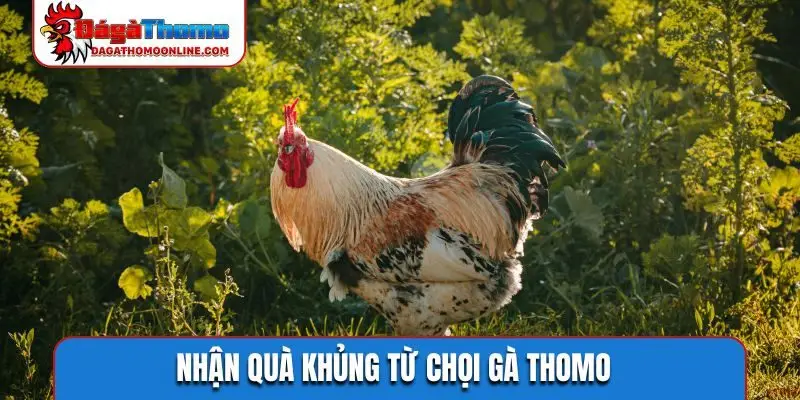Nhận quà khủng từ chọi gà Thomo