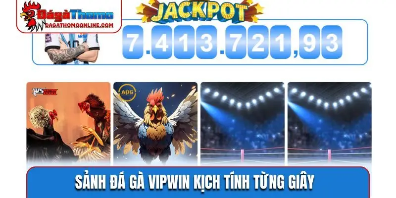 Sảnh đá gà VIPWIN kịch tính từng giây