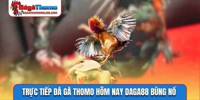 Trực tiếp đá gà Thomo hôm nay Daga88