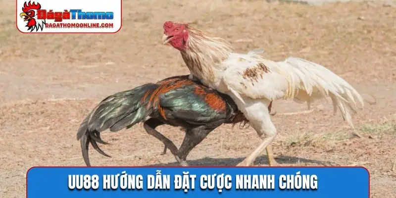 UU88 hướng dẫn đặt cược nhanh chóng