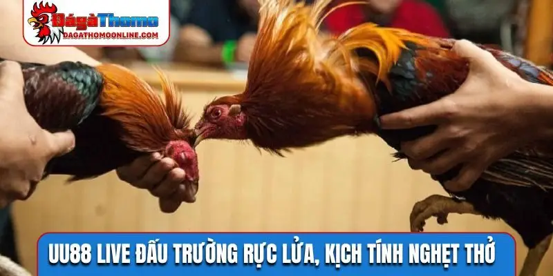 UU88 live đấu trường rực lửa, kịch tính nghẹt thở